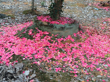 一地落花