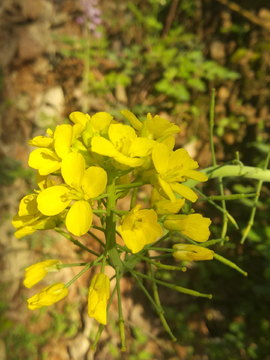 油菜花