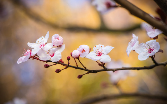 美丽的梨花