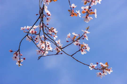 一枝梨花