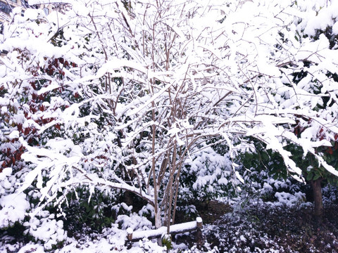 都市花园雪景