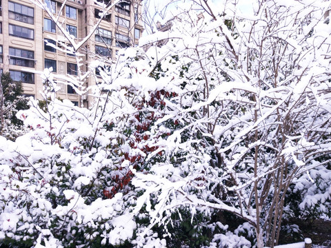 都市花园雪景