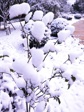 都市花园雪景