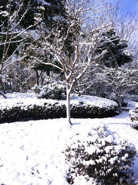 都市花园雪景