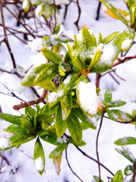 冰天雪地