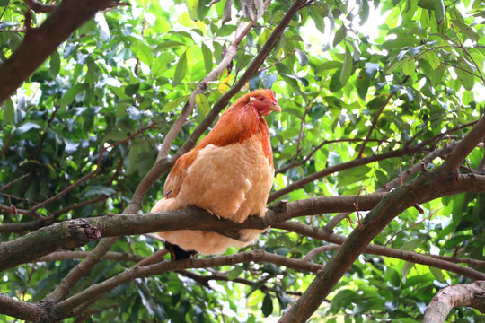 树上鸡