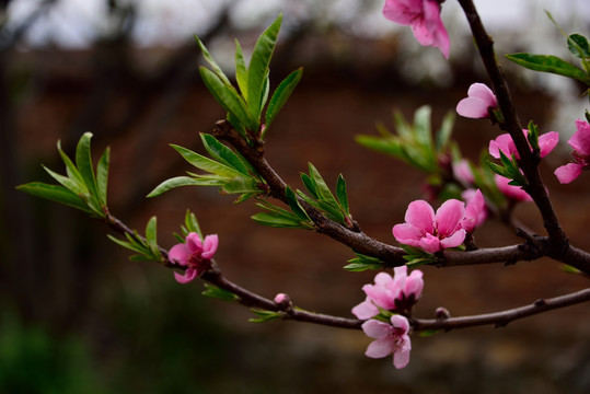 桃花