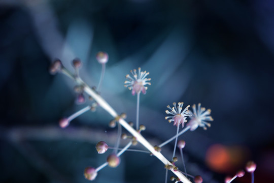 唯美花草素材