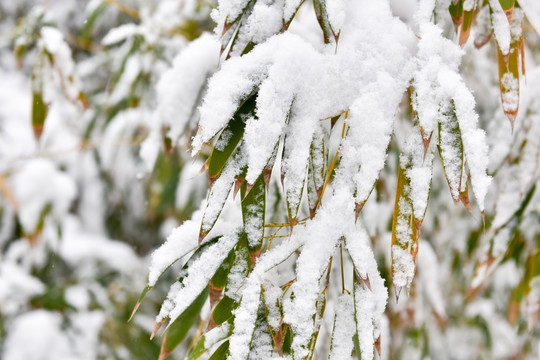 雪竹