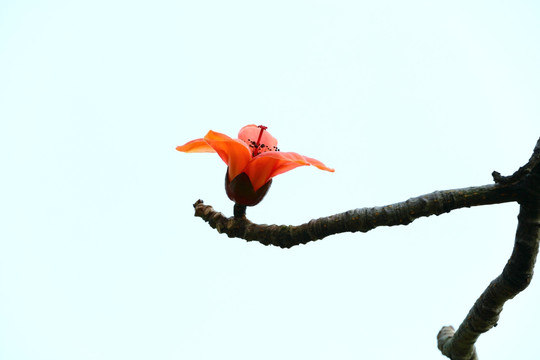 木棉花