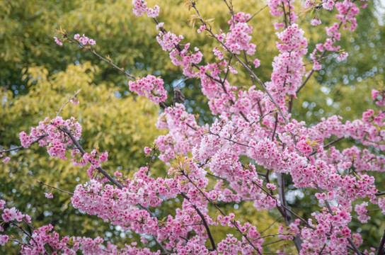 梅花