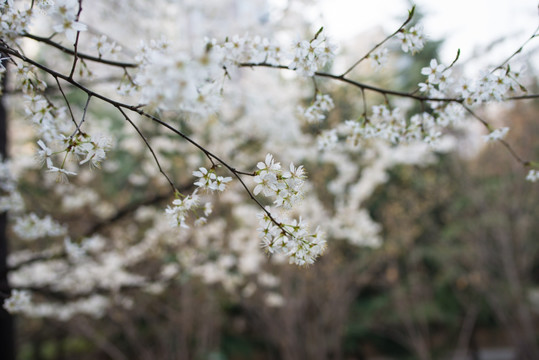 春暖花开 花 电脑壁纸 手机屏