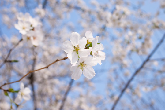 电脑桌面 手机壁纸 春暖花开