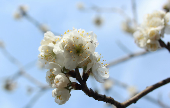 樱桃花