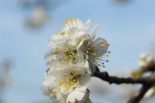 樱桃花