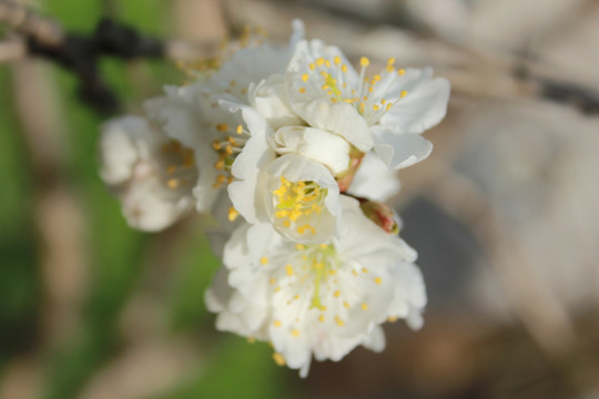 樱桃花