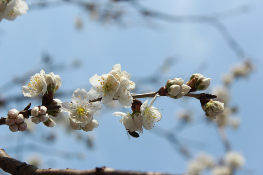 樱桃花