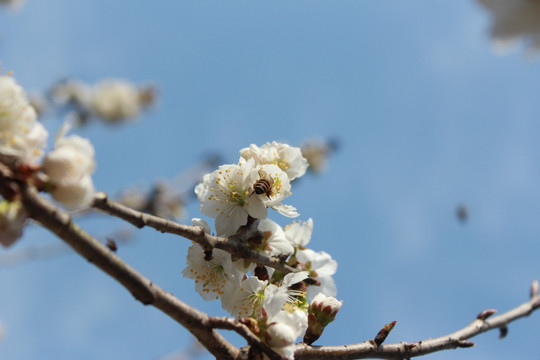 樱桃花