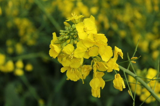 油菜花