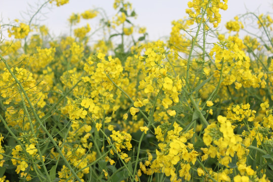 油菜花