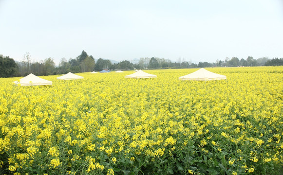 油菜花