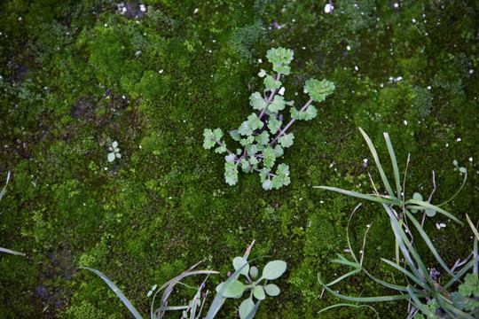 青苔地面