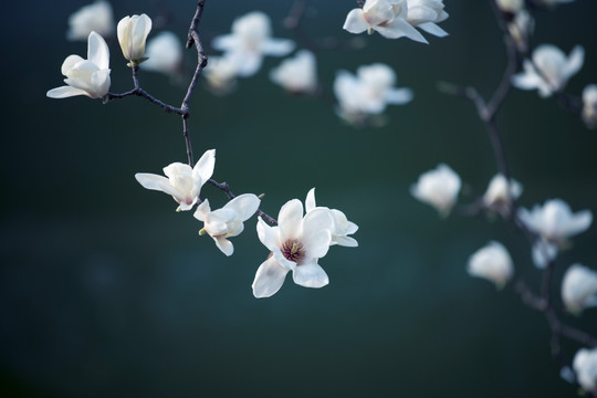 玉兰花开