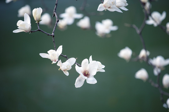 玉兰花开