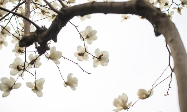 玉兰花开