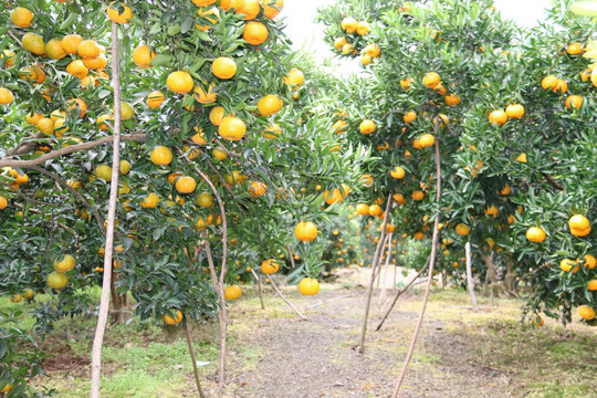 岩松坪椪柑