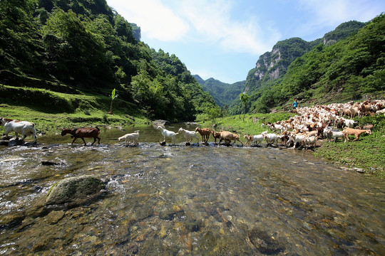 白山羊