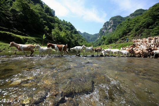 白山羊