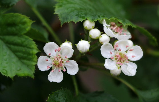 山楂花