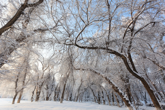 雪景