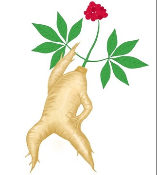 人參
