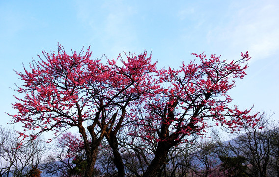 南京梅花山梅树