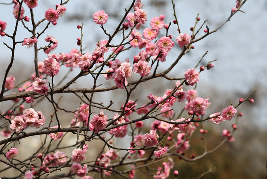 桃花