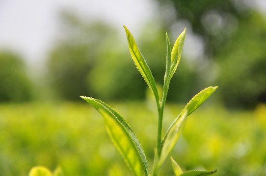 茶叶特写