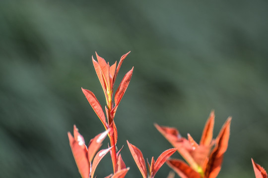 新芽嫩叶