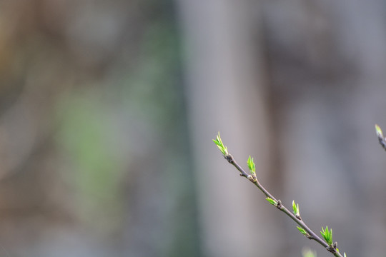 新芽嫩叶