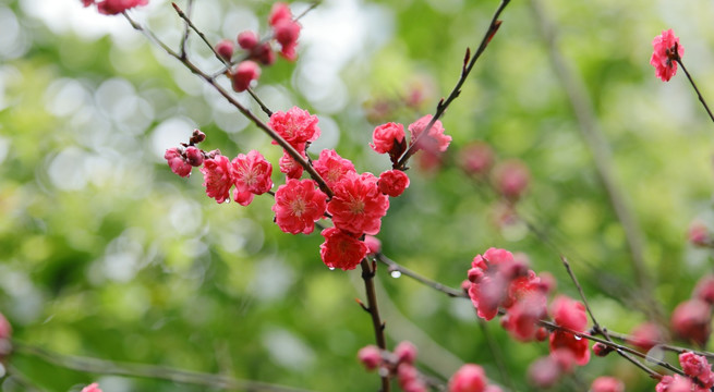 红色樱花