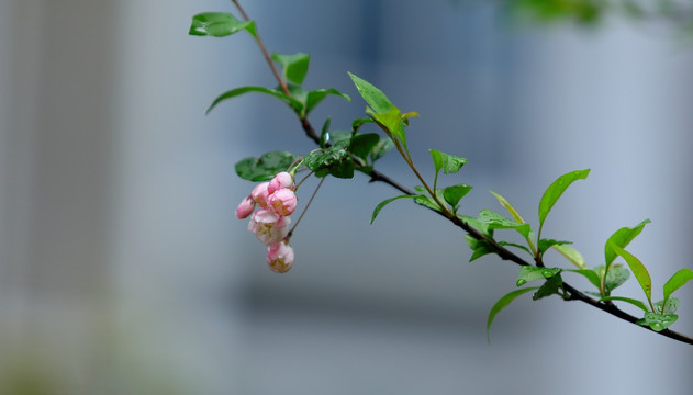 樱花特写