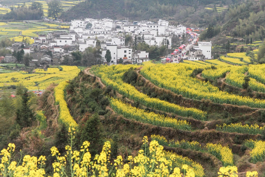 油菜花