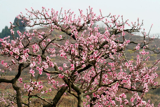 桃花