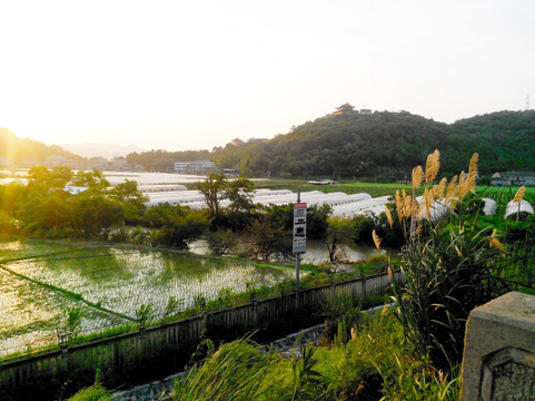 乡村 农田 夕晖