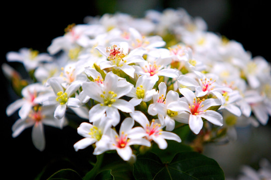 白花漂亮的小白花