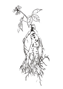 矢量白描人參