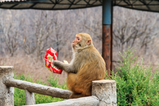 太行猕猴 吃饼干