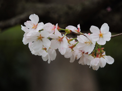 樱花