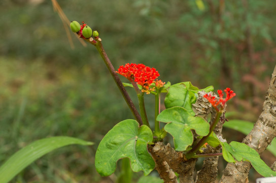 佛肚树 草药